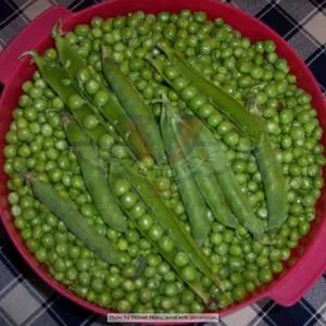 Green Arrow Pea