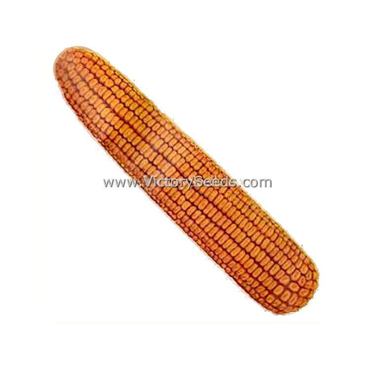 Lancaster Surecrop Dent Corn