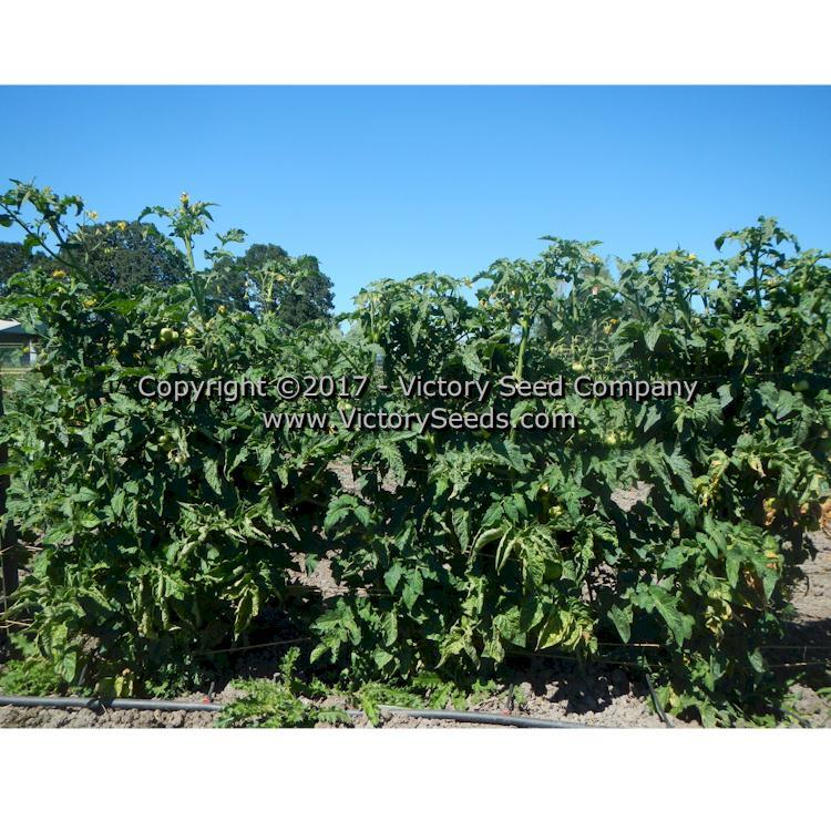 Dwarf Firebird Sweet Tomato