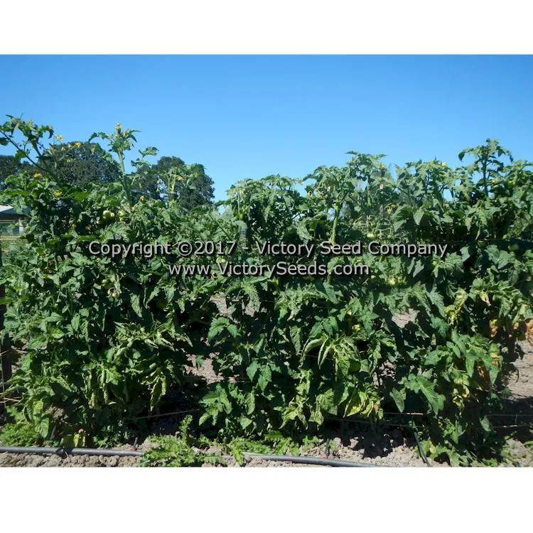 Dwarf Firebird Sweet Tomato
