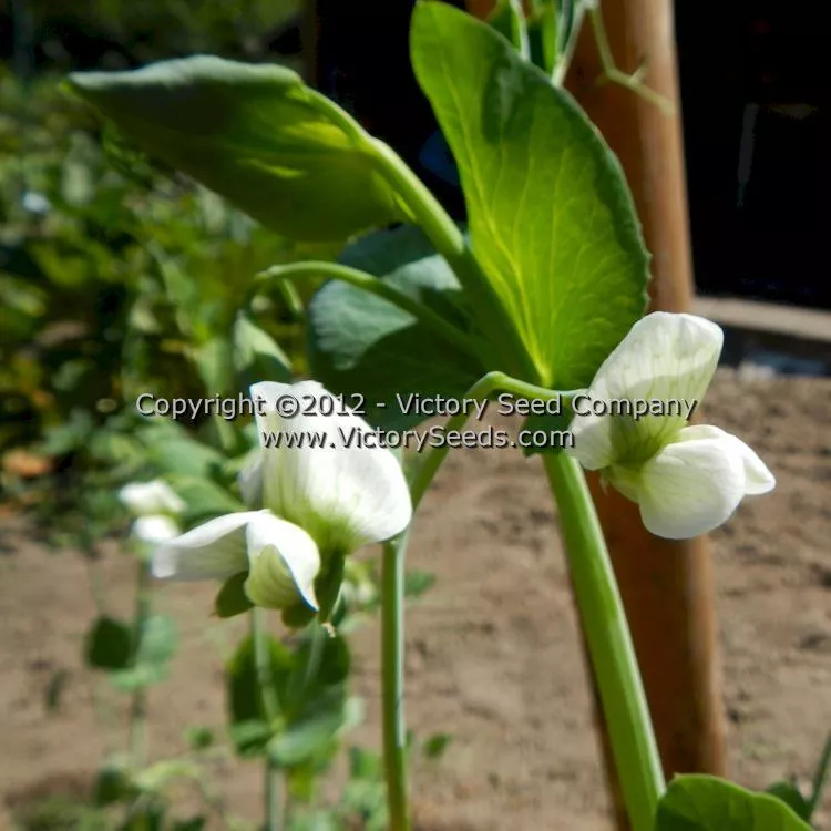 Sugar Snap Pea