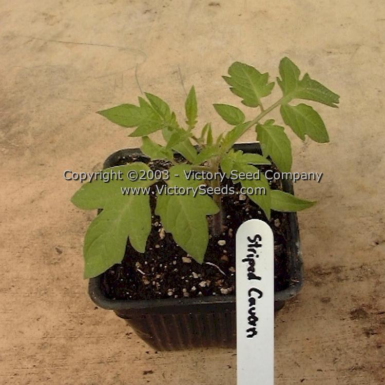 Schimmeig Stoo (Striped Cavern) Tomato
