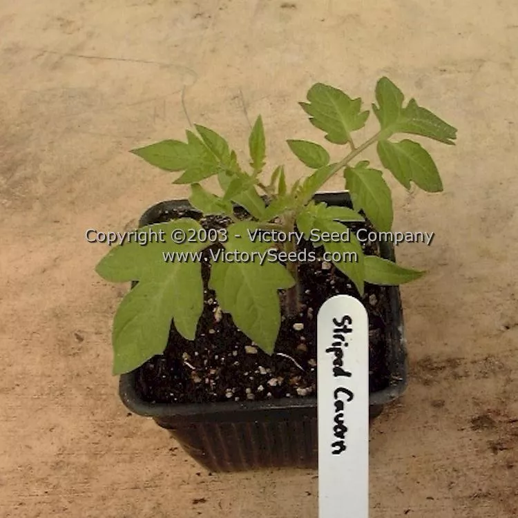 Schimmeig Stoo (Striped Cavern) Tomato
