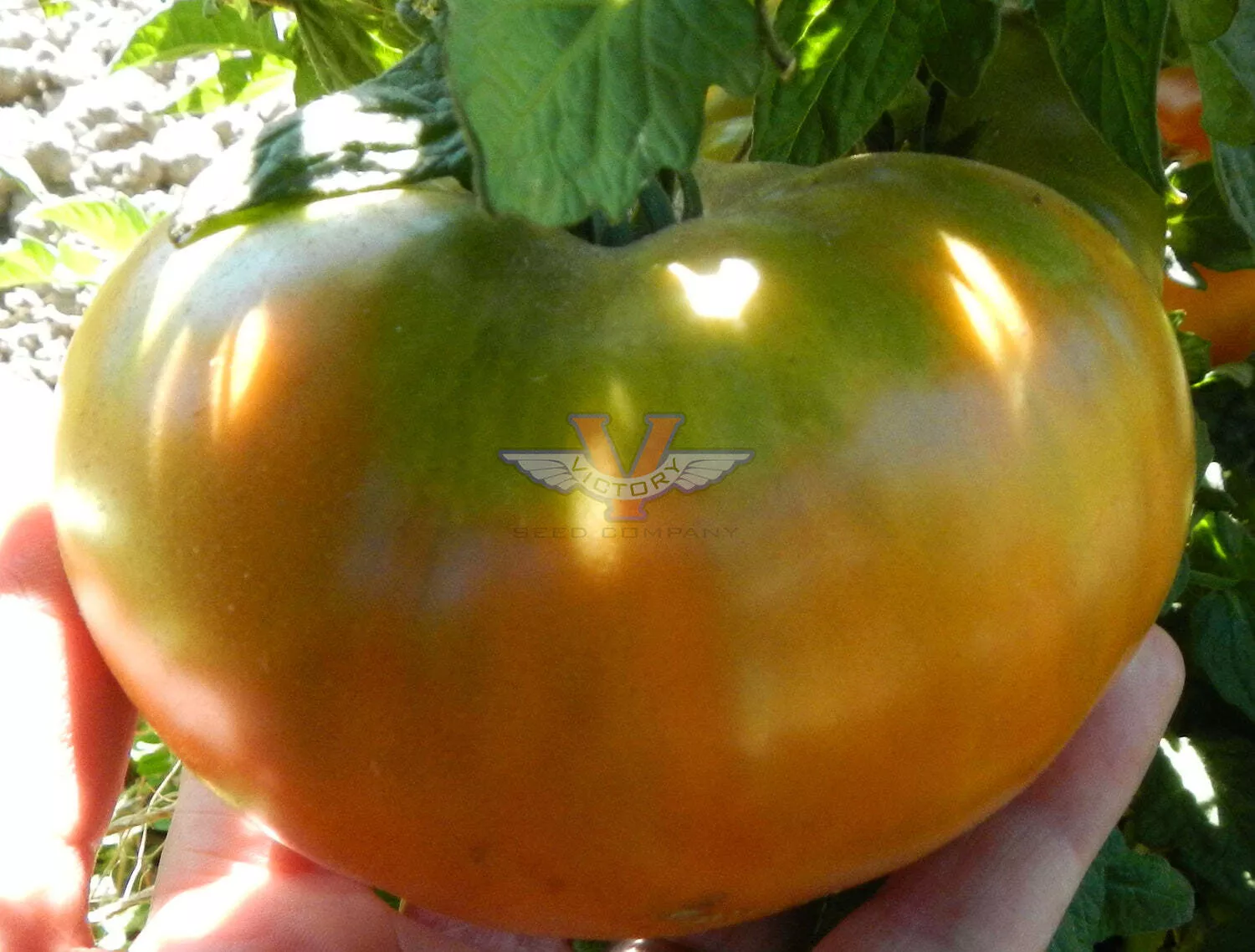 Uluru Ochre Tomato