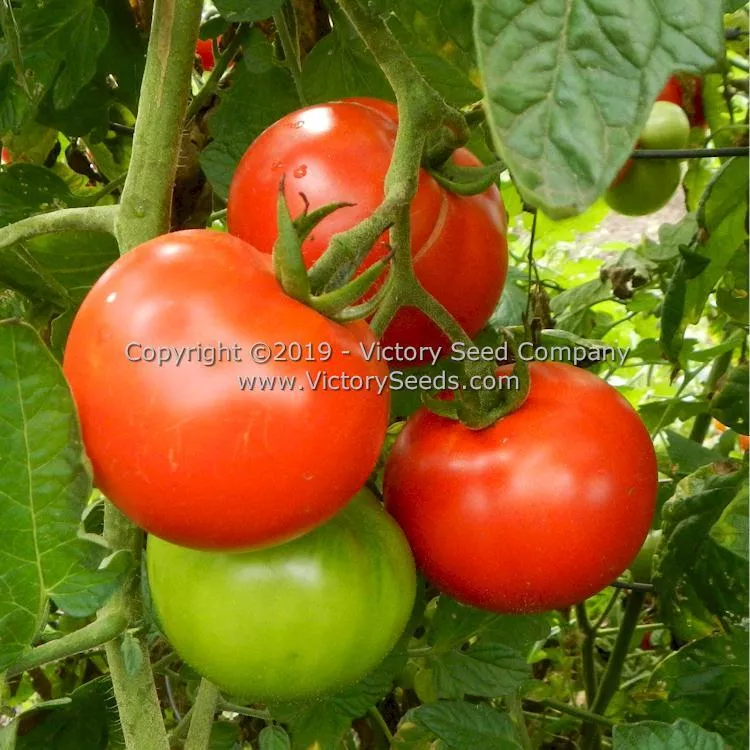 Kanora Tomato