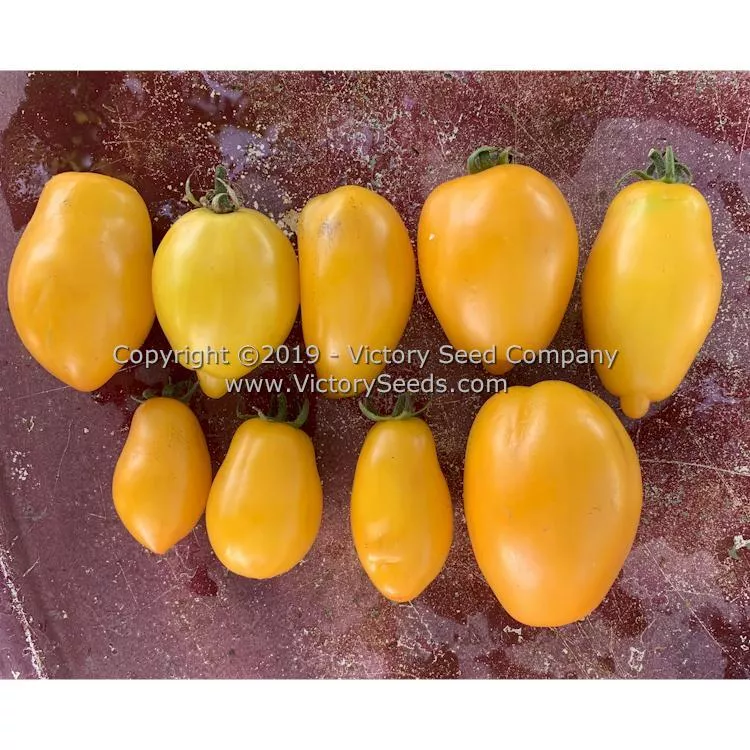 Banana Toes Tomato