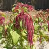 Love Lies Bleeding Amaranth