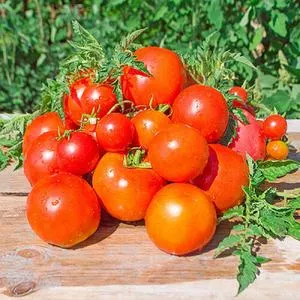 Atkinson Tomato