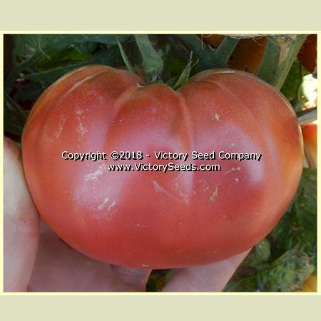 Dwarf Black Angus Tomato