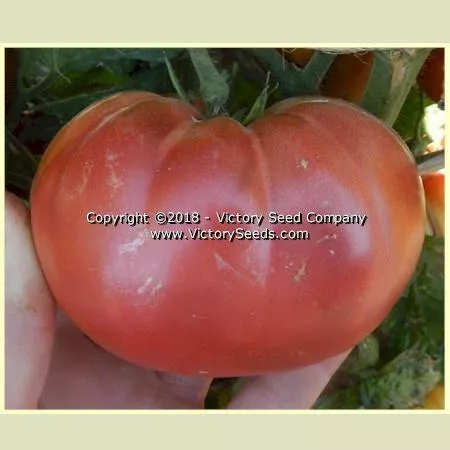 Dwarf Black Angus Tomato