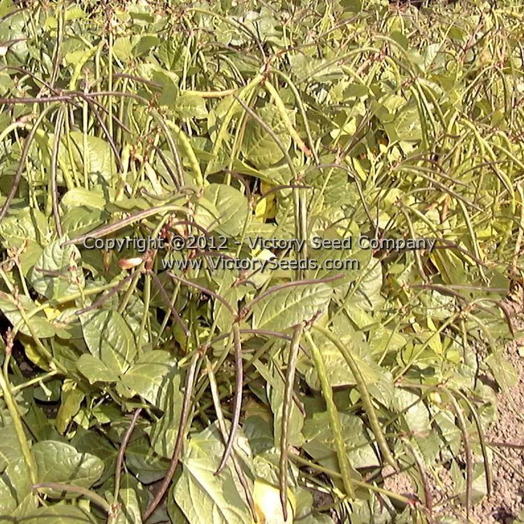 Fagiolino Dolico di Veneto Cowpea