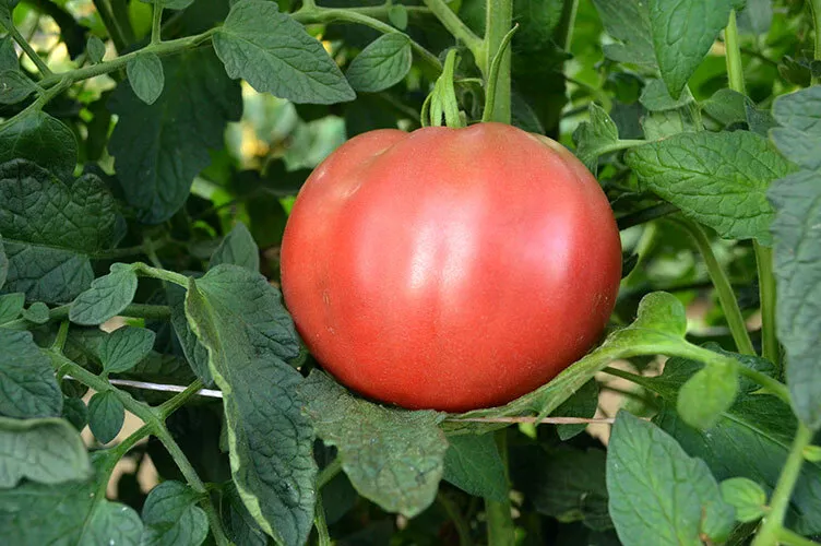 Cherokee Purple Tomato