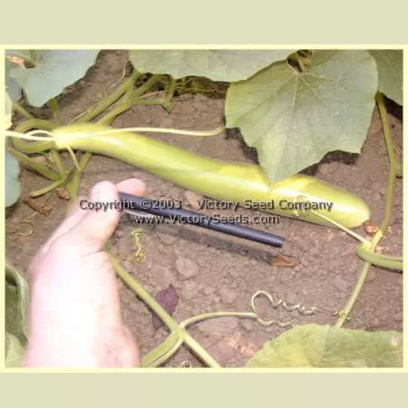 Cucuzzi Italian Edible Gourd