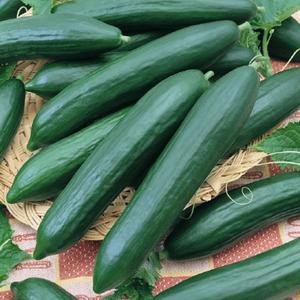 Tendergreen Burpless Cucumber