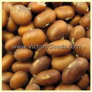 Ugra Soybean