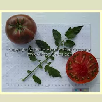 Indian Stripe Tomato
