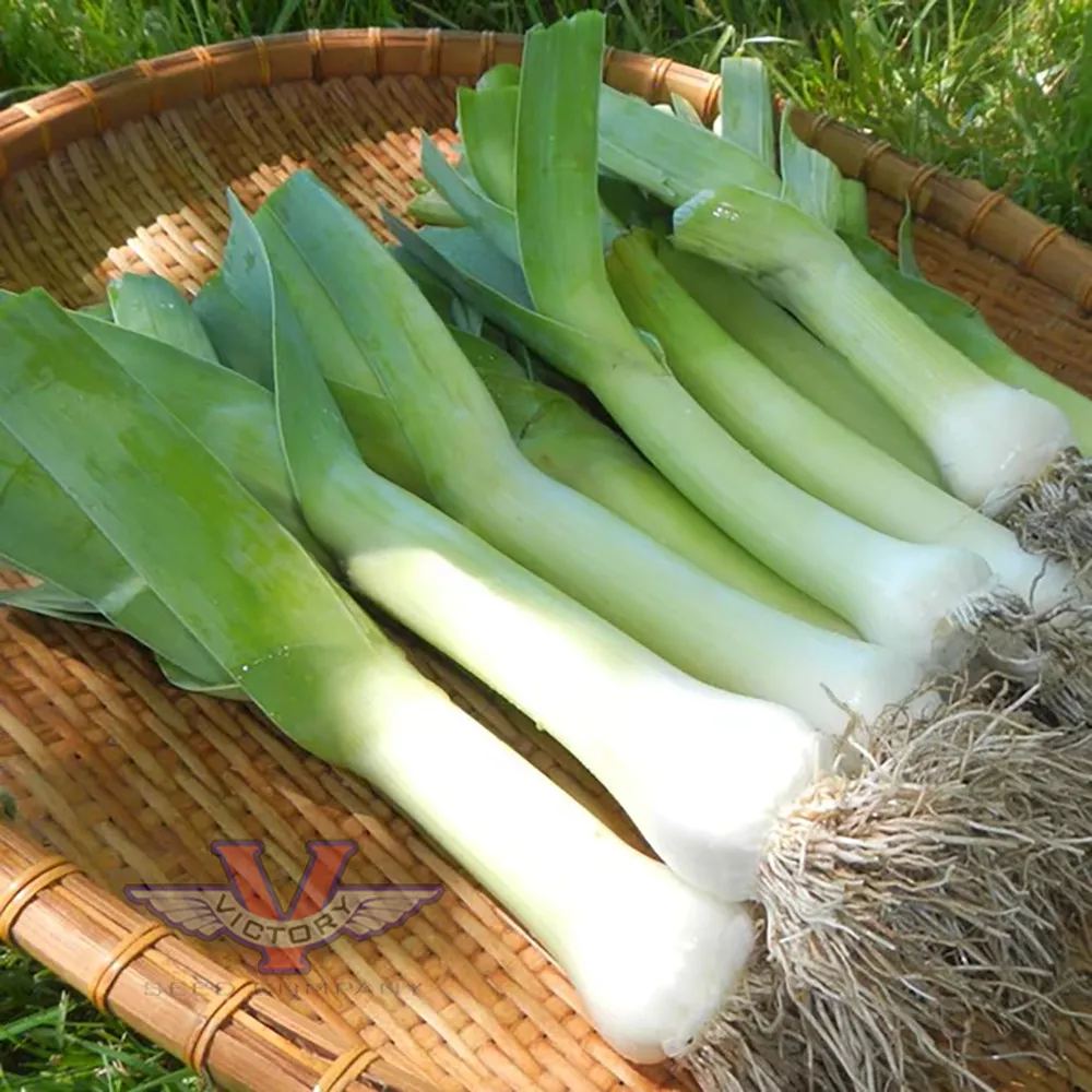 Broad London (Large American Flag) Leek