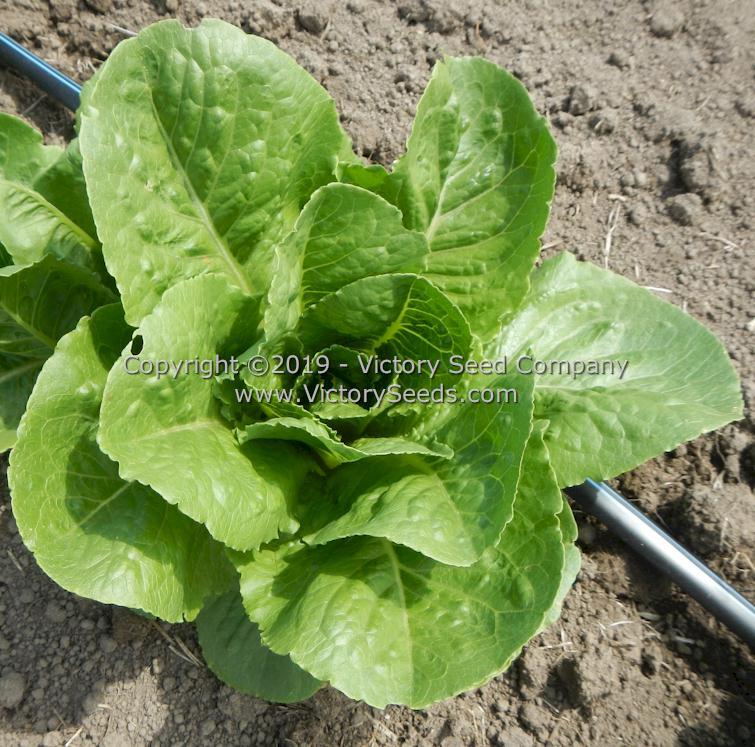 Parris Island Cos Romaine Lettuce