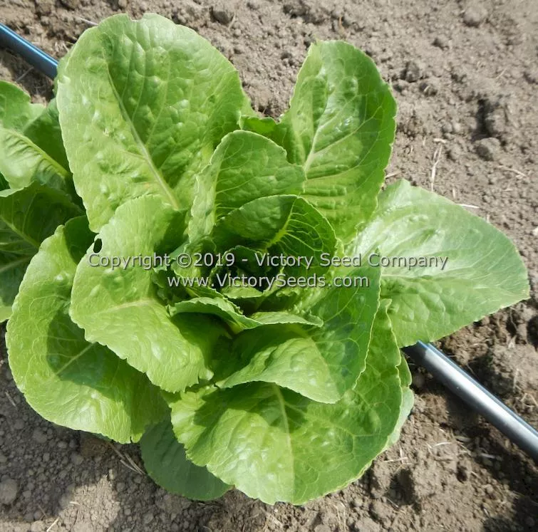 Parris Island Cos Romaine Lettuce
