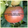 Dwarf Wild Spudleaf Tomato