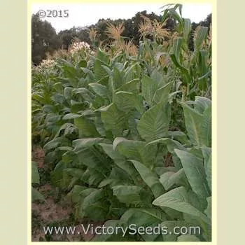 Green Briar Tobacco