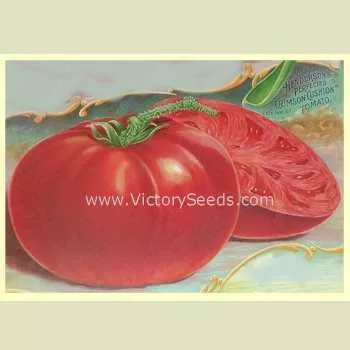 Crimson Cushion Tomato
