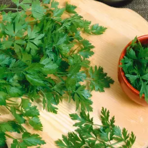 Italian Parsley