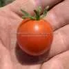 Farthest North Tomato