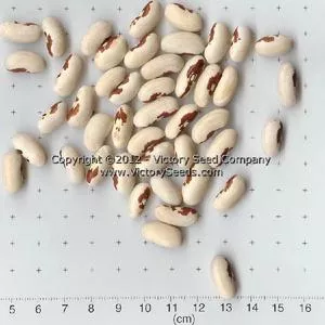 Tobacco Patch Dry Bush Garden Bean