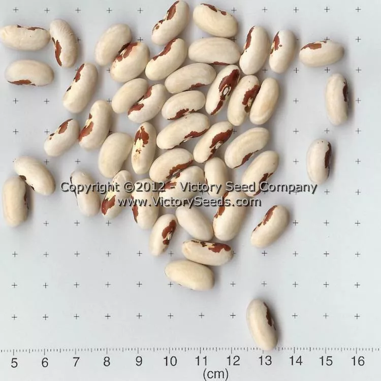 Tobacco Patch Dry Bush Garden Bean