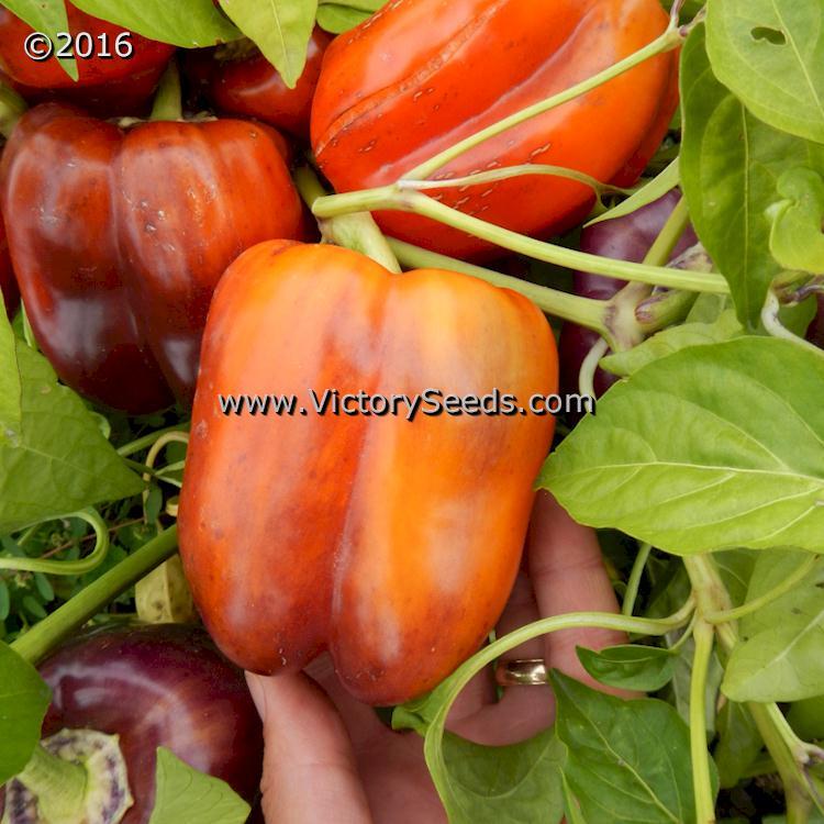 Carolina Amethyst Bell Pepper