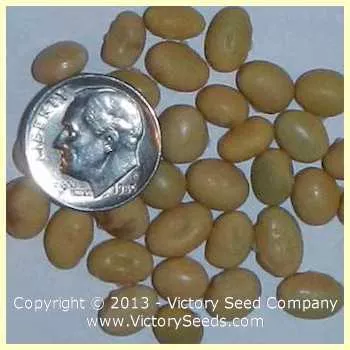 Besarabka Soybean