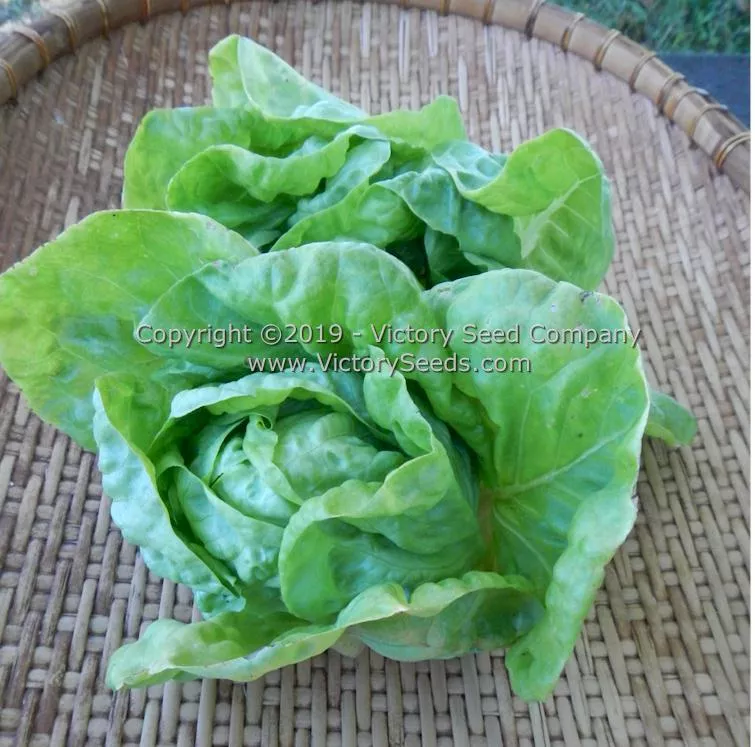 Kagraner Sommer Butterhead Lettuce