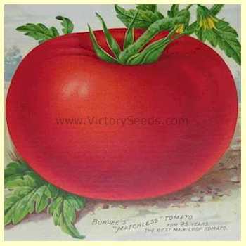 Burpee's Matchless Tomato