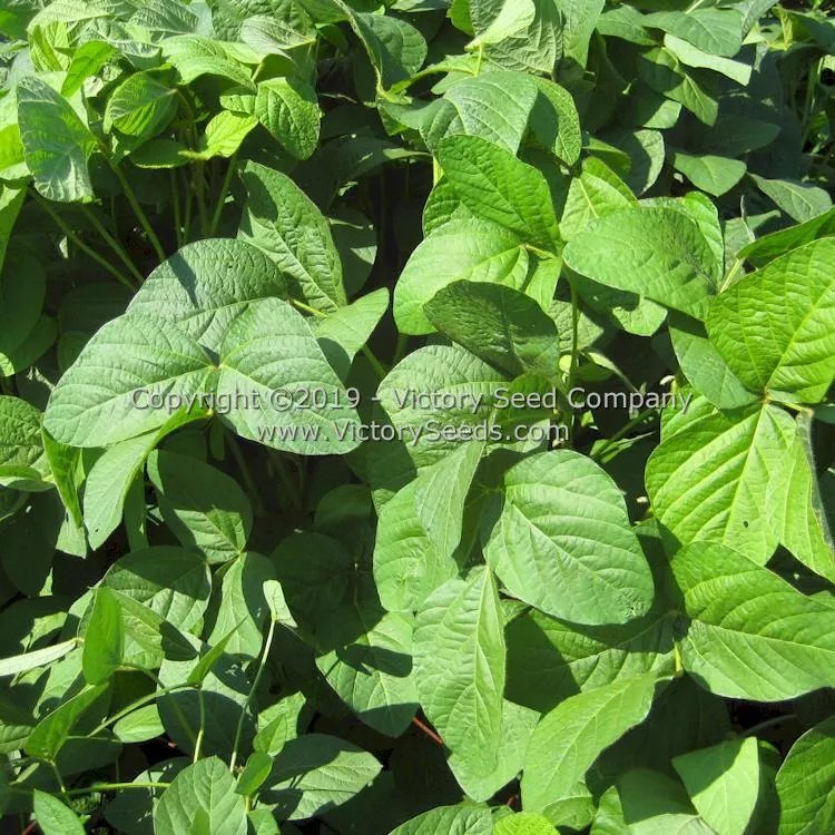 An tu bai chang lu dou Soybean