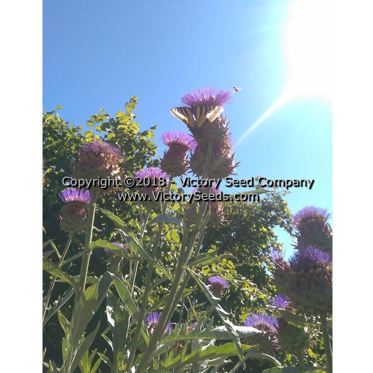 Tenderheart Cardoon