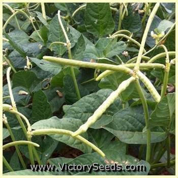 Texas Cream 12 Southern Pea