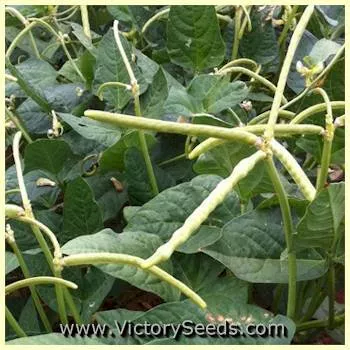 Texas Cream 12 Southern Pea