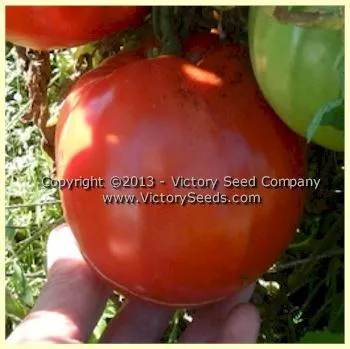 Jerusalem Tomato