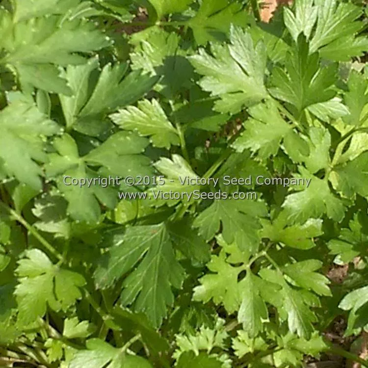 Italian Parsley