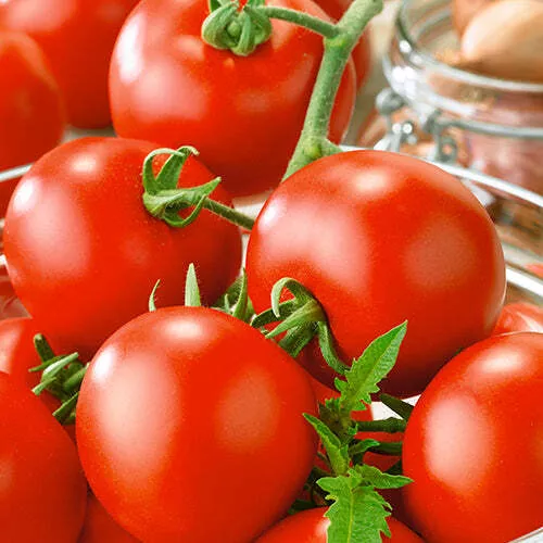 Oregon Spring Tomato