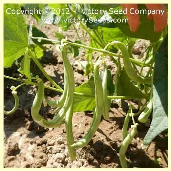Landreth's Stringless Bush Green Garden Bean