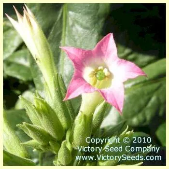 One Sucker Tobacco