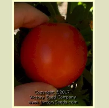 Maja Tomato