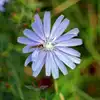 Chicory