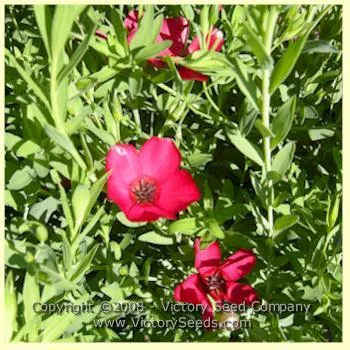 Flax, Scarlet