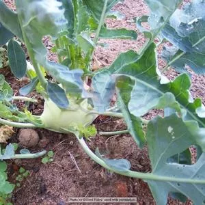 Early White Vienna Kohlrabi