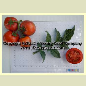Sarandipity Tomato