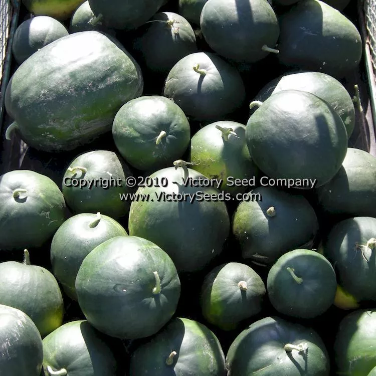 Arikara Watermelon