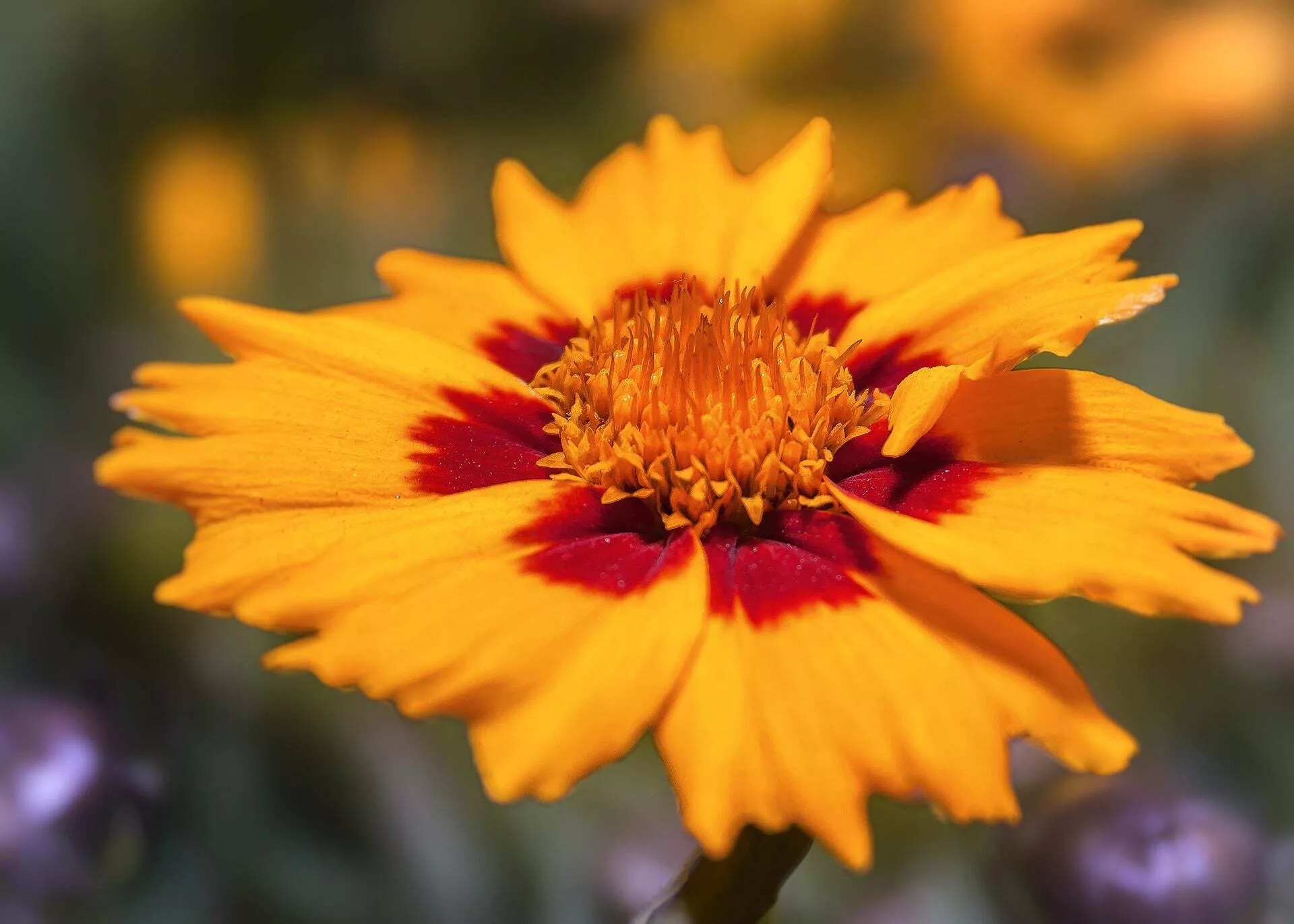 Plains Coreopsis